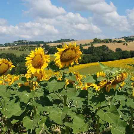 Casa Il Girasole Con Piscina Nelle Marche *
