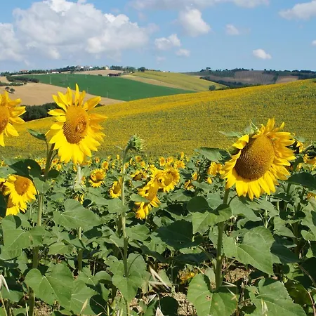 Casa Il Girasole Con Piscina Nelle Marche * マチェラータ